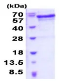 SDS-PAGE - Recombinant Human JMJD6 protein (AB202239)