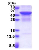 SDS-PAGE - Recombinant Human JMJD7 protein (His tag N-Terminus) (AB174553)