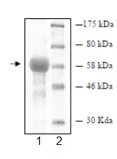 SDS-PAGE - Recombinant Human JNK1 (mutated K55M) protein (GST tag N-Terminus) (AB95248)
