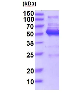 SDS-PAGE - Recombinant Human JNK1 protein (His tag N-Terminus) (AB201870)