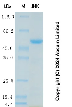 SDS-PAGE - Recombinant Human JNK1 Protein Standard (His tag) (AB323077)