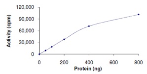 Functional Studies - Recombinant human JNK2 protein (AB119726), expandable thumbnail