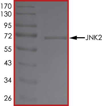 SDS-PAGE - Recombinant human JNK2 protein (AB119726), expandable thumbnail