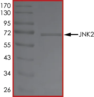 SDS-PAGE - Recombinant human JNK2 protein (AB119726)