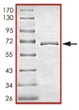 SDS-PAGE - Recombinant human JNK2 protein (AB119726), expandable thumbnail