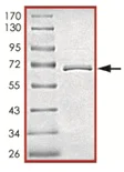 SDS-PAGE - Recombinant human JNK2 protein (AB119726)