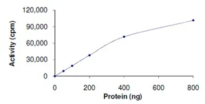 Functional Studies - Recombinant human JNK2 protein (AB119726)