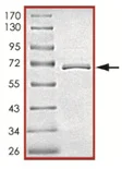 SDS-PAGE - Recombinant human JNK2 protein (AB119726)