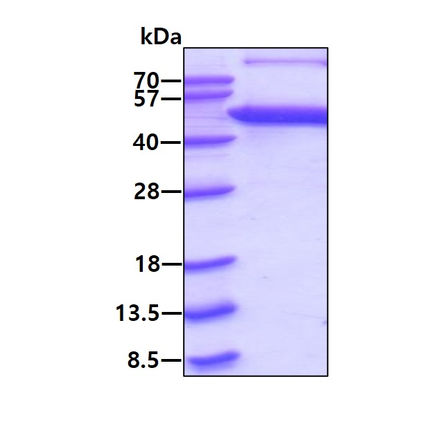 SDS-PAGE - Recombinant Human JNK2 protein (His tag N-Terminus) (AB130019)