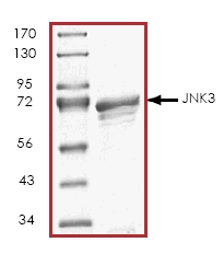 SDS-PAGE - Recombinant Human JNK3 protein (AB45153)