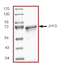 SDS-PAGE - Recombinant Human JNK3 protein (AB45153)
