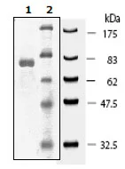 SDS-PAGE - Recombinant human JNK3 protein (GST tag N-Terminus) (AB196055)