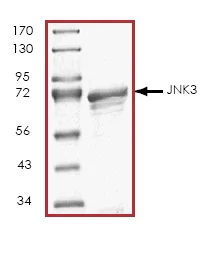 SDS-PAGE - Recombinant Human JNK3 protein (GST tag N-Terminus) (AB45153)