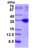 SDS-PAGE - Recombinant Human JOSD1 protein (AB134897)