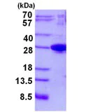 SDS-PAGE - Recombinant Human JOSD1 protein (AB134897)