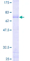 SDS-PAGE - Recombinant Human JunB protein (GST tag N-Terminus) (AB152484)