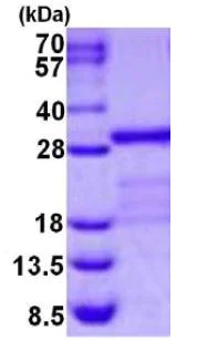 SDS-PAGE - Recombinant Human Junctional Adhesion Molecule 1/JAM-A protein (AB126670)