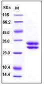SDS-PAGE - Recombinant Human Junctional Adhesion Molecule 1/JAM-A protein (His tag) (AB276224)