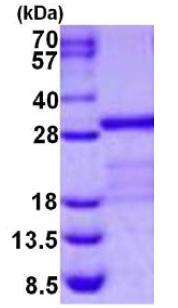SDS-PAGE - Recombinant Human Junctional Adhesion Molecule 1/JAM-A protein (His tag N-Terminus) (AB126670)
