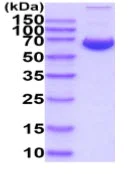 SDS-PAGE - Recombinant Human Junctional Adhesion Molecule 2/JAM-B protein (Fc Chimera His Tag) (AB233603)