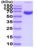 SDS-PAGE - Recombinant Human Junctional Adhesion Molecule 2/JAM-B protein (Fc tag C-Term + His tag C-Term) (AB233603)