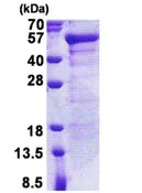 SDS-PAGE - Recombinant Human Junctional Sarcoplasmic Reticulum protein (His tag N-Terminus) (AB171720)
