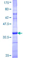 SDS-PAGE - Recombinant Human JWA protein (GST tag N-Terminus) (AB161039)