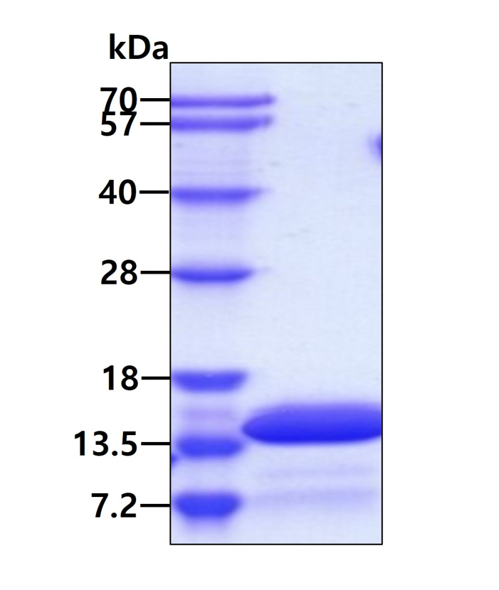 Recombinant Human KAAG1 protein