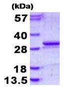 SDS-PAGE - Recombinant Human Kallikrein 5 protein (denatured) (AB130017), expandable thumbnail