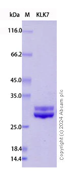SDS-PAGE - Recombinant Human Kallikrein 7/KLK7 Protein Standard (His tag) (AB316444)