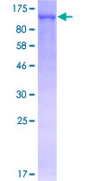 SDS-PAGE - Recombinant Human KAP1 protein (GST tag N-Terminus) (AB131899)