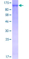 SDS-PAGE - Recombinant Human KAP1 protein (GST tag N-Terminus) (AB131899)
