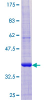 Recombinant Human KAR protein