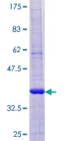 SDS-PAGE - Recombinant Human KAR protein (GST tag N-Terminus) (AB132771)