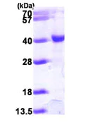 SDS-PAGE - Recombinant Human KAT1 / HAT1 protein (His tag N-Terminus) (AB93687)
