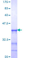 SDS-PAGE - Recombinant Human KAT13D / CLOCK protein (GST tag N-Terminus) (AB153001)