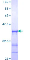 SDS-PAGE - Recombinant Human KAT13D / CLOCK protein (GST tag N-Terminus) (AB153001)