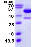 SDS-PAGE - Recombinant Human KAT2A / GCN5 protein (AB111648)
