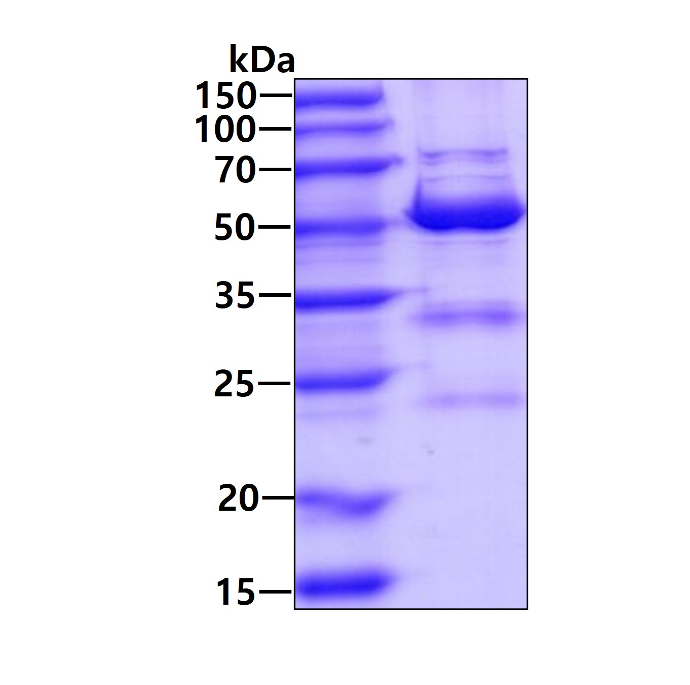 SDS-PAGE - Recombinant Human KAT2A / GCN5 protein (AB111648)