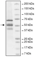SDS-PAGE - Recombinant human KAT2A / GCN5 protein (DDDDK tag C-Terminus) (AB198084)