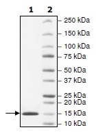 SDS-PAGE - Recombinant Human KAT2A / GCN5 protein (His tag N-Terminus) (AB198113)