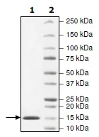 SDS-PAGE - Recombinant Human KAT2A / GCN5 protein (His tag N-Terminus) (AB198113)
