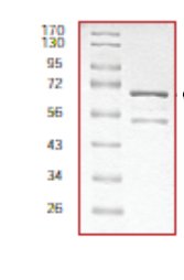 SDS-PAGE - Recombinant Human KAT2B / PCAF protein (AB56275), expandable thumbnail