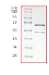 SDS-PAGE - Recombinant Human KAT2B / PCAF protein (AB56275)