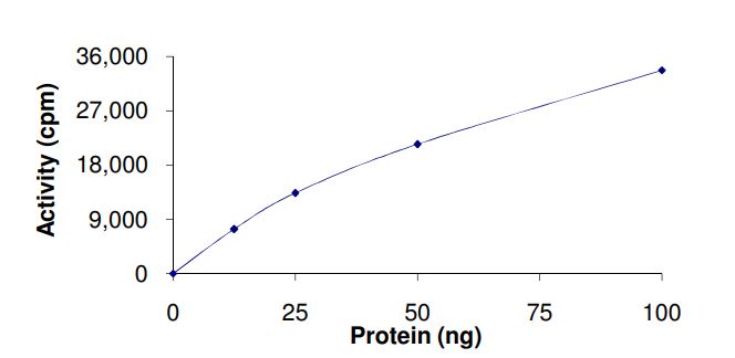 Recombinant human KAT2B / PCAF protein (Active)