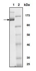 SDS-PAGE - Recombinant human KAT3B / p300 protein (6x His tag N-Terminus + GST tag N-Terminus) (AB198138)