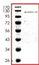 SDS-PAGE - Recombinant Human KAT3B / p300 protein (AB105913), expandable thumbnail