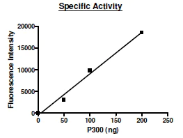 Functional Studies - Recombinant human KAT3B / p300 protein (AB198138)