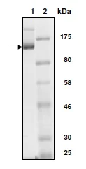 SDS-PAGE - Recombinant human KAT3B / p300 protein (AB198138)