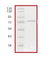 SDS-PAGE - Recombinant Human KAT3B / p300 protein (AB56274)